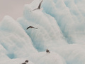 Góry lodowe przez ptaki morskie są traktowane jak wyspa, na której można odpocząć.
Fot. Liliana Keslinka-Nawrot